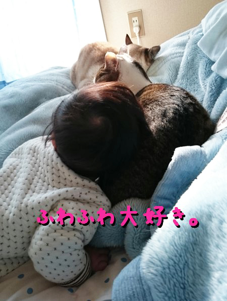 猫 赤ちゃん 子守り