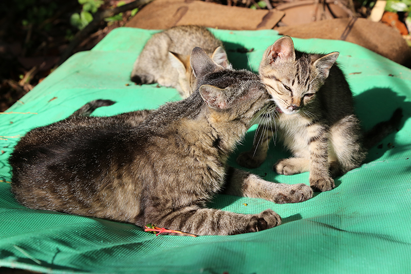 母猫と子猫頭突き