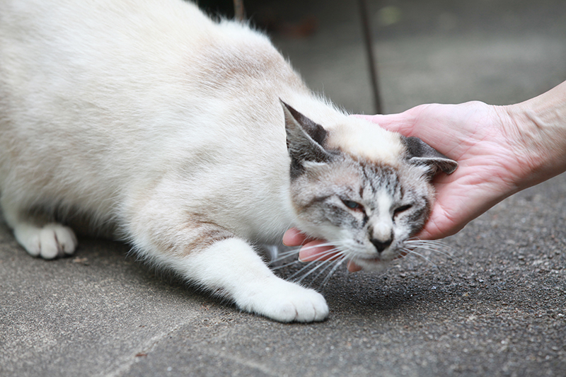 顎を撫でられる猫
