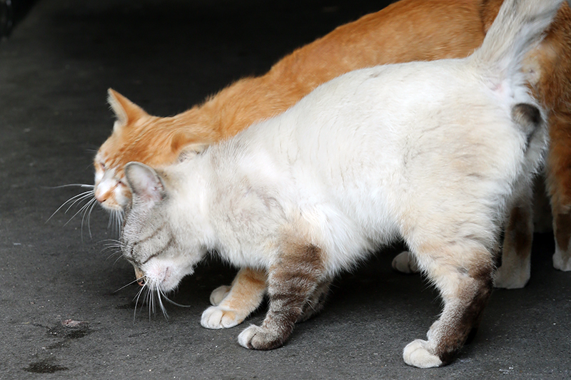 猫同士の頭突き