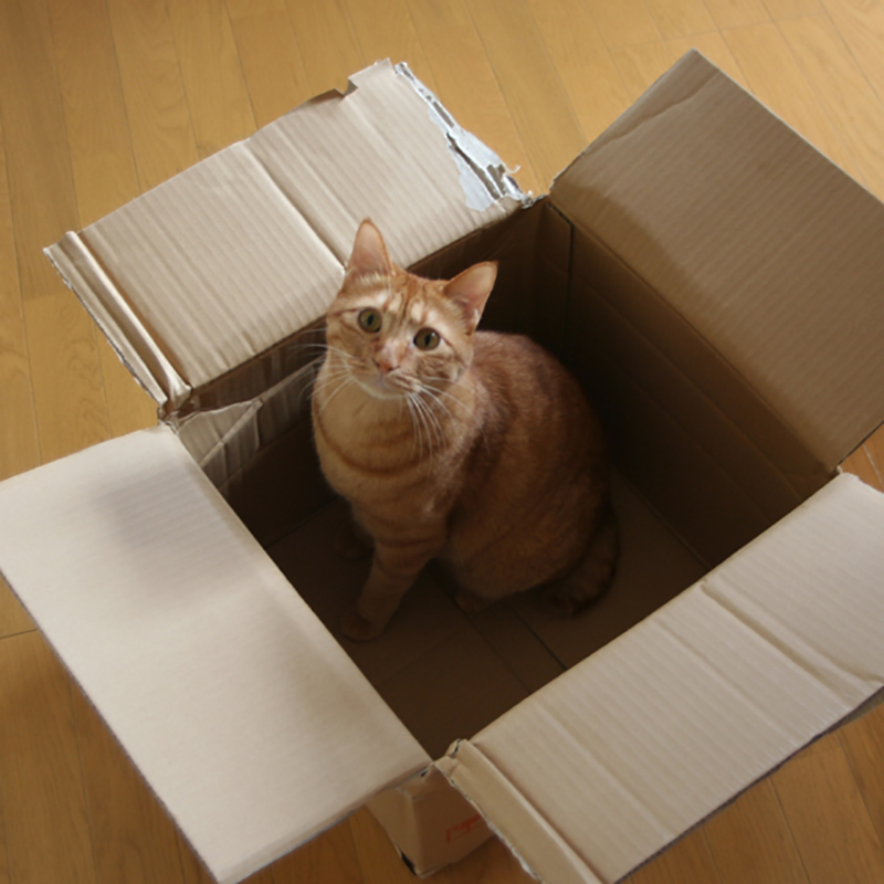 猫がダンボール箱好きな本当の理由！箱を噛む場合の対策は？