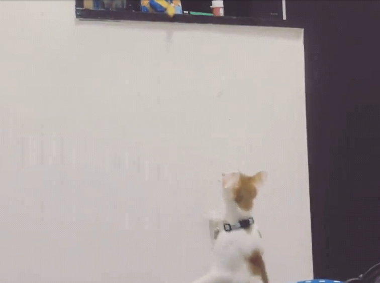 猫 癒し動画