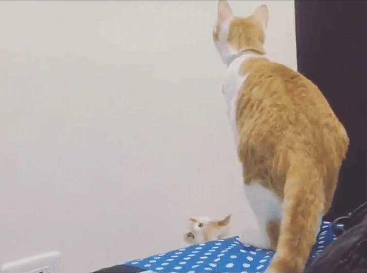 猫 癒し動画