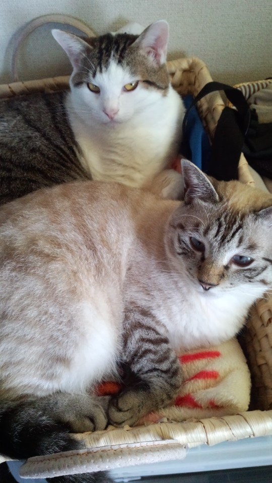 猫 箱