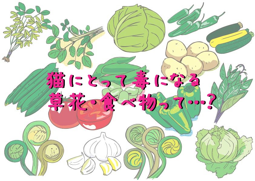 猫 植物