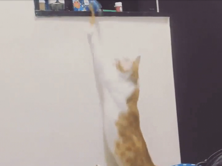 猫 癒し動画