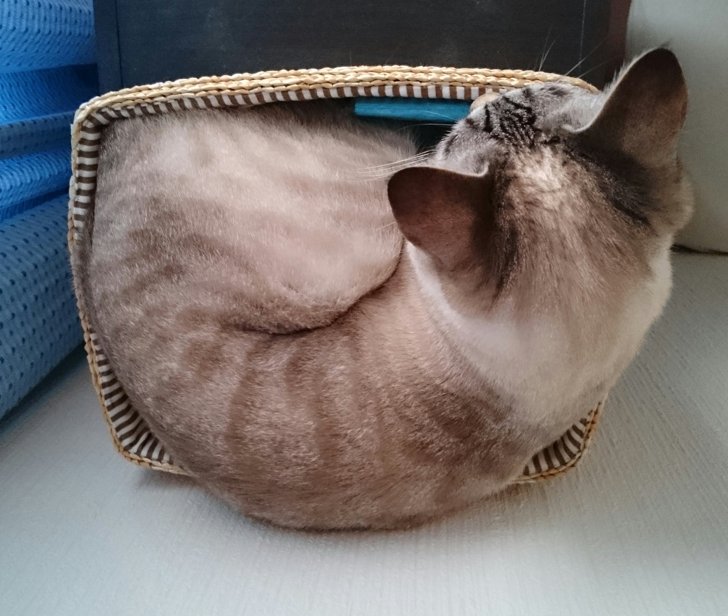 猫 箱