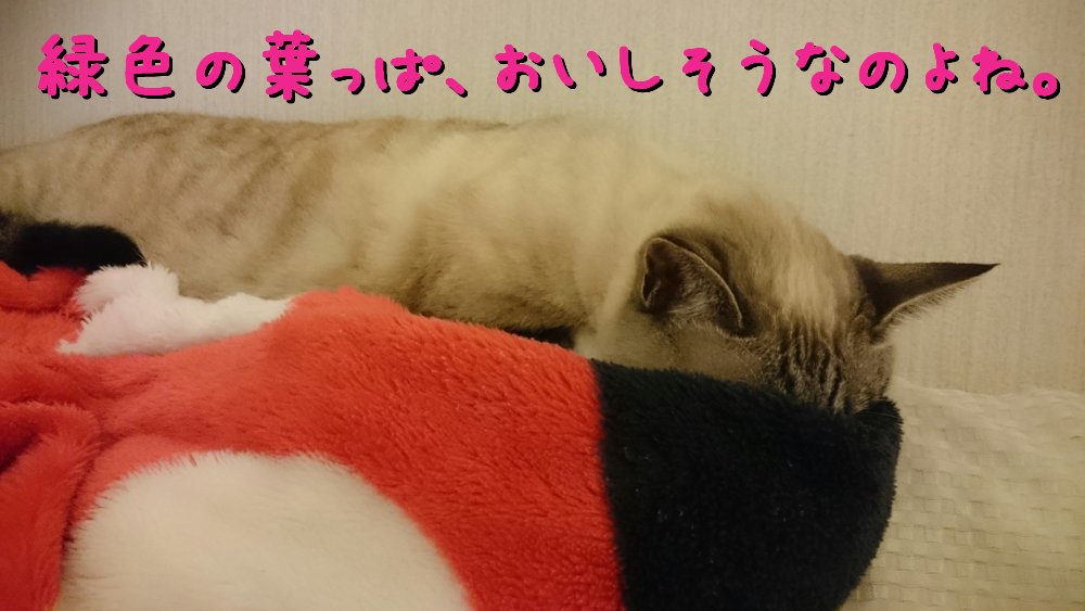 猫 植物