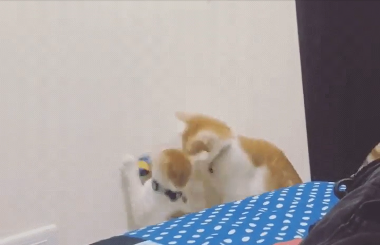 猫 癒し動画