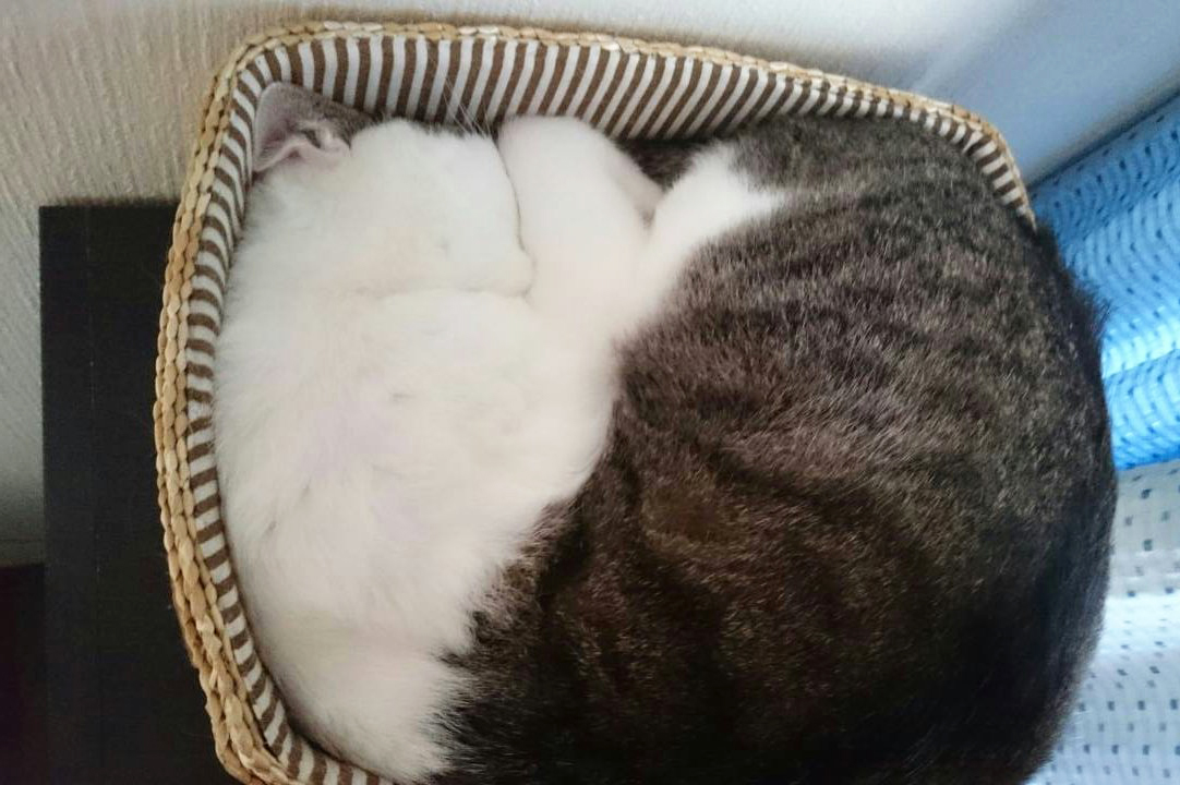 猫 箱