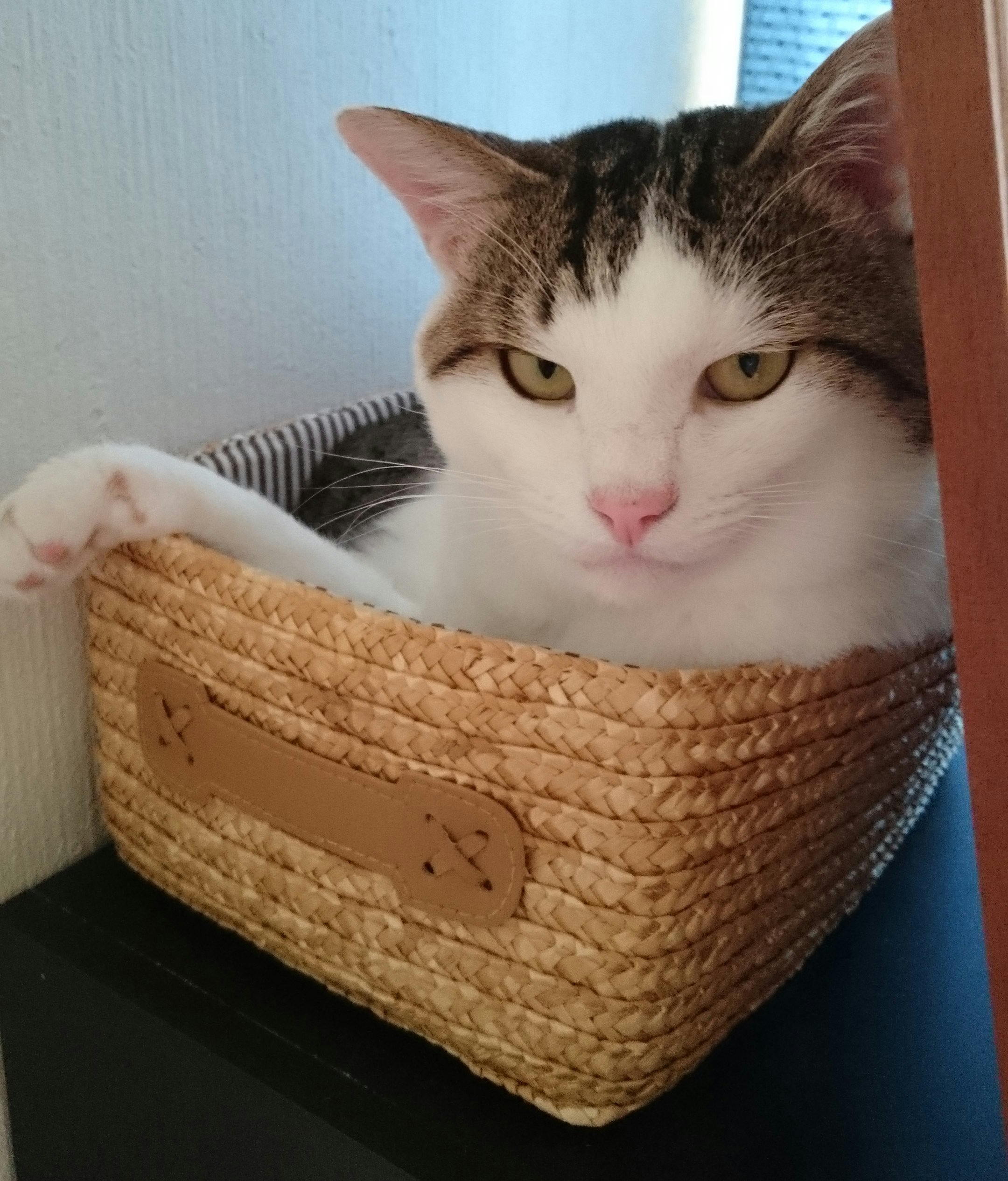 猫 箱