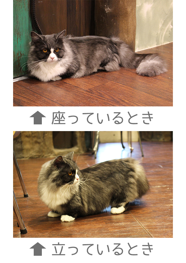 猫カフェミネット ミヌエット