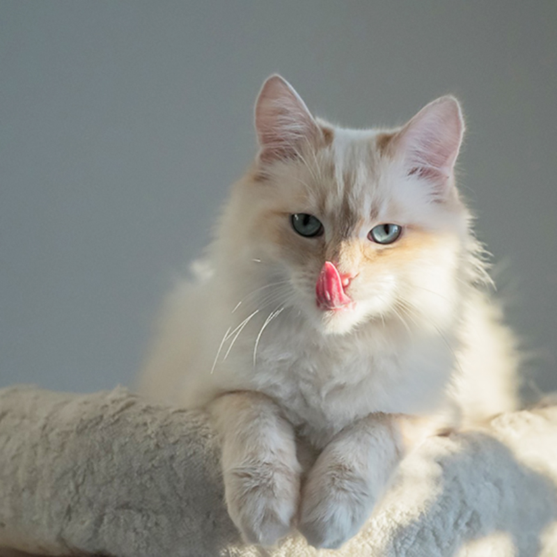 【獣医師監修】猫の鼻血が出た時の原因・対処法は？こんな病気に注意