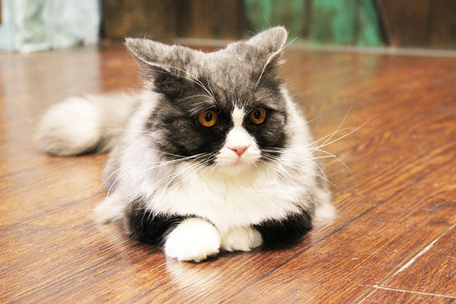 猫カフェミネット ミヌエット