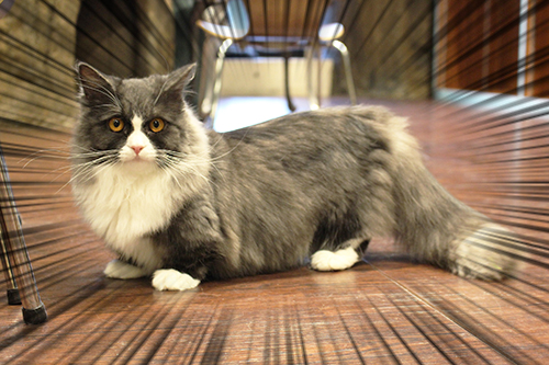 猫カフェミネット ミヌエット