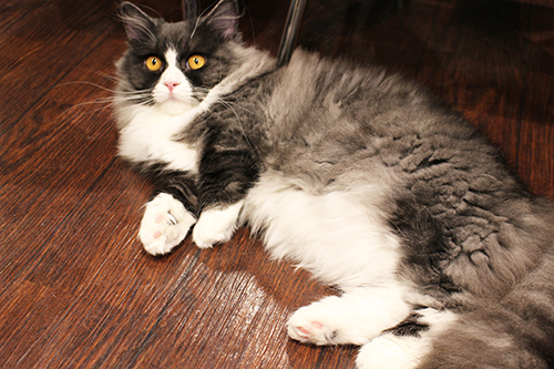 猫カフェミネット ミヌエット