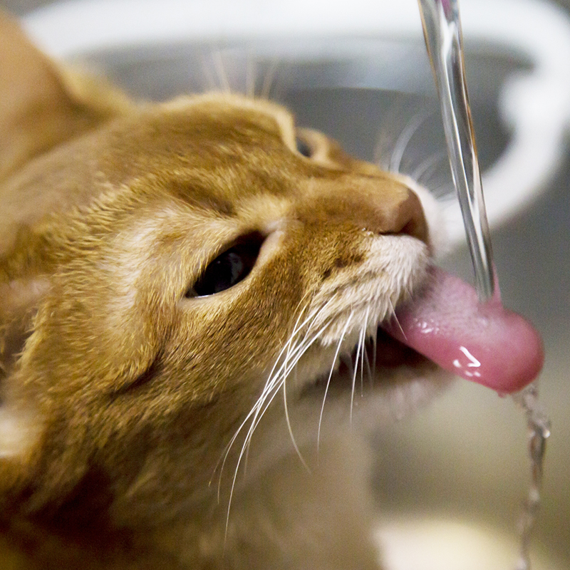 猫 肺 水腫 水 を 飲む