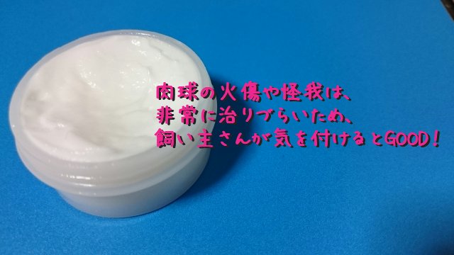 猫 外に出たがる