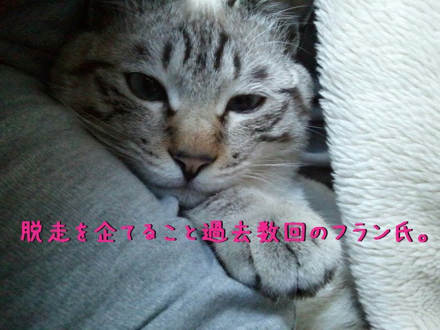 猫 外に出たがる