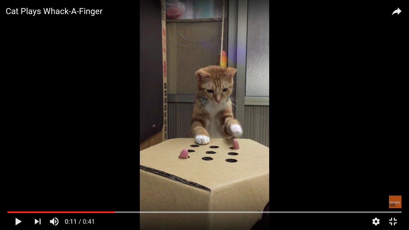 猫 面白動画