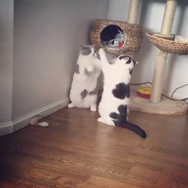 猫 癒し動画