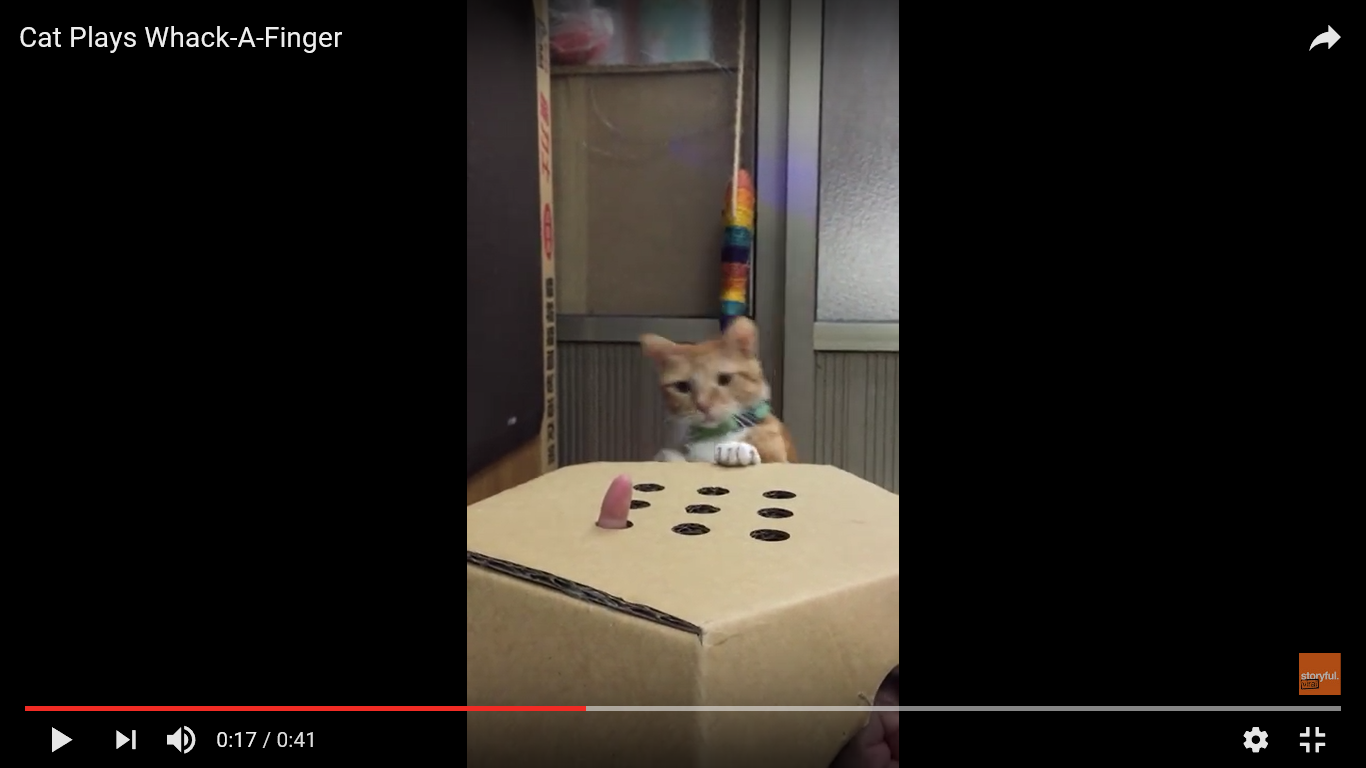 猫 面白動画