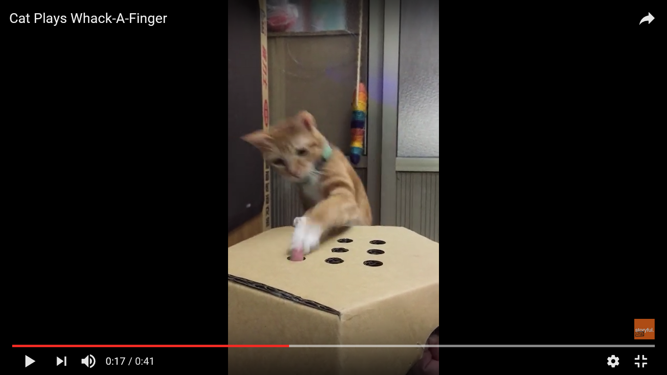 猫 面白動画