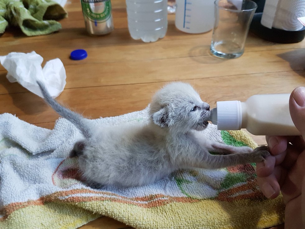 猫 保護 奇跡