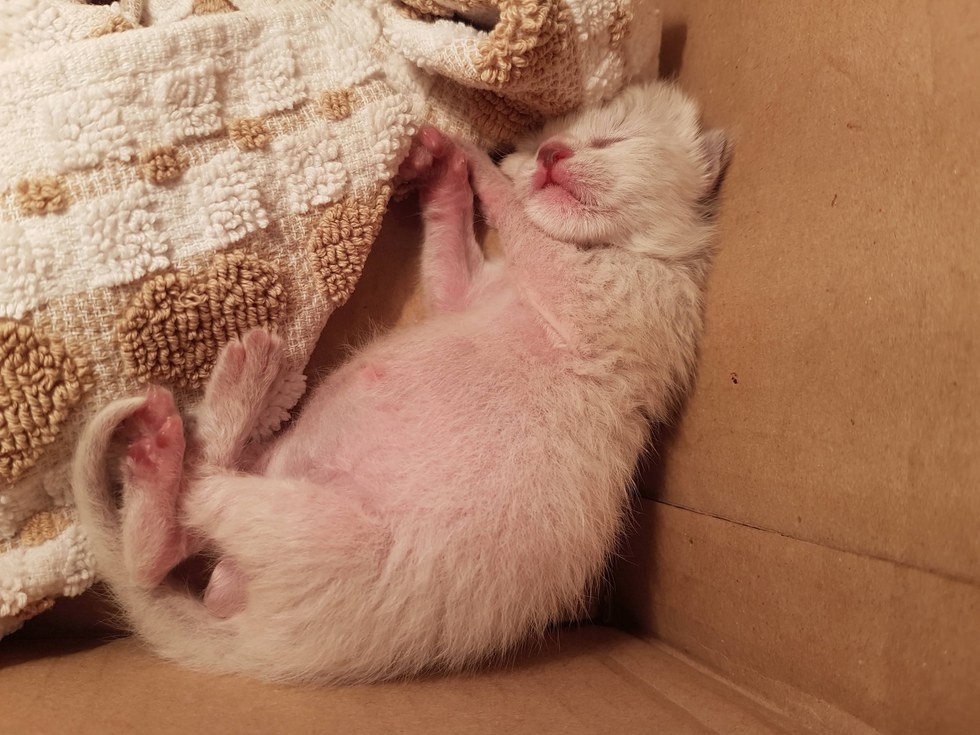 猫 保護 奇跡
