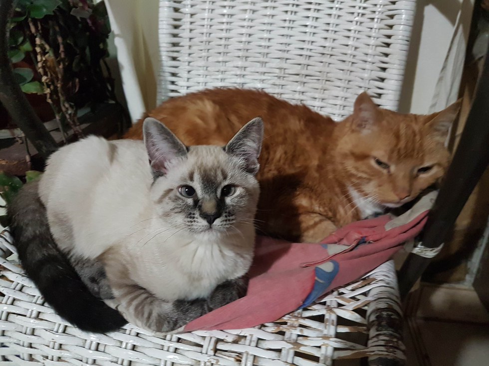 猫 保護 奇跡
