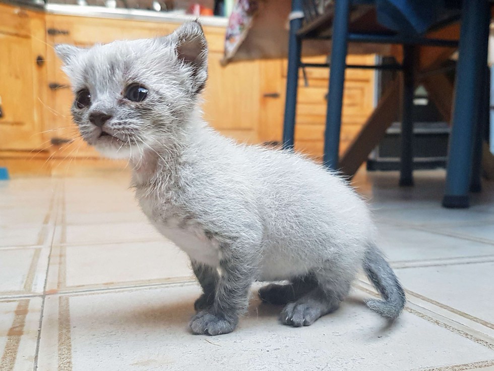 猫 保護 奇跡