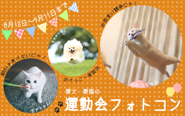 運動会猫