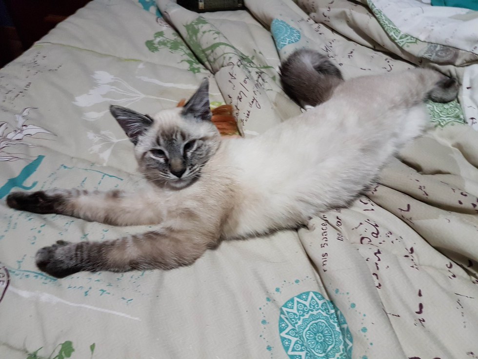 猫 保護 奇跡