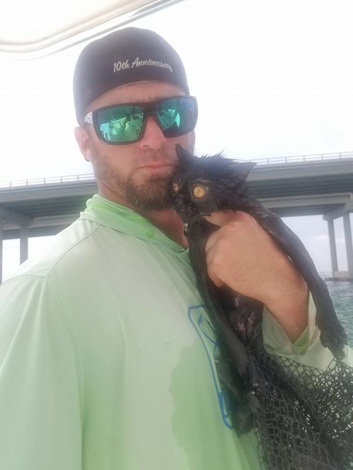 猫 海外 奇跡