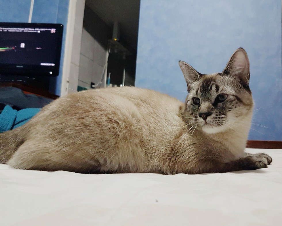 猫 保護 奇跡
