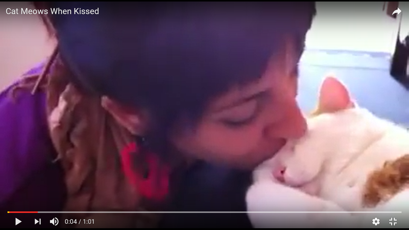 猫 癒し動画