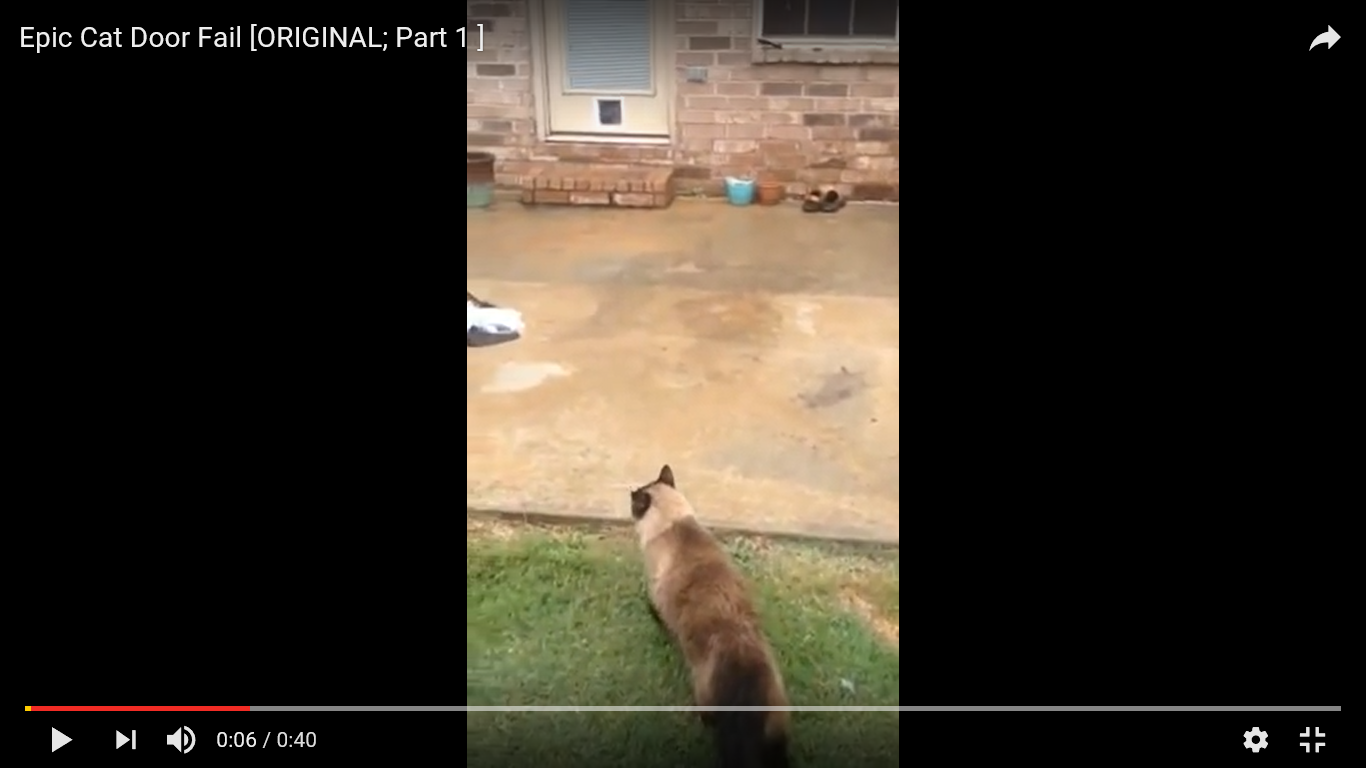猫 驚き動画