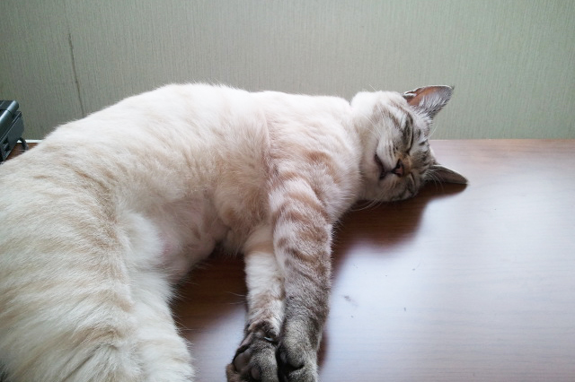 猫 お腹 見せる