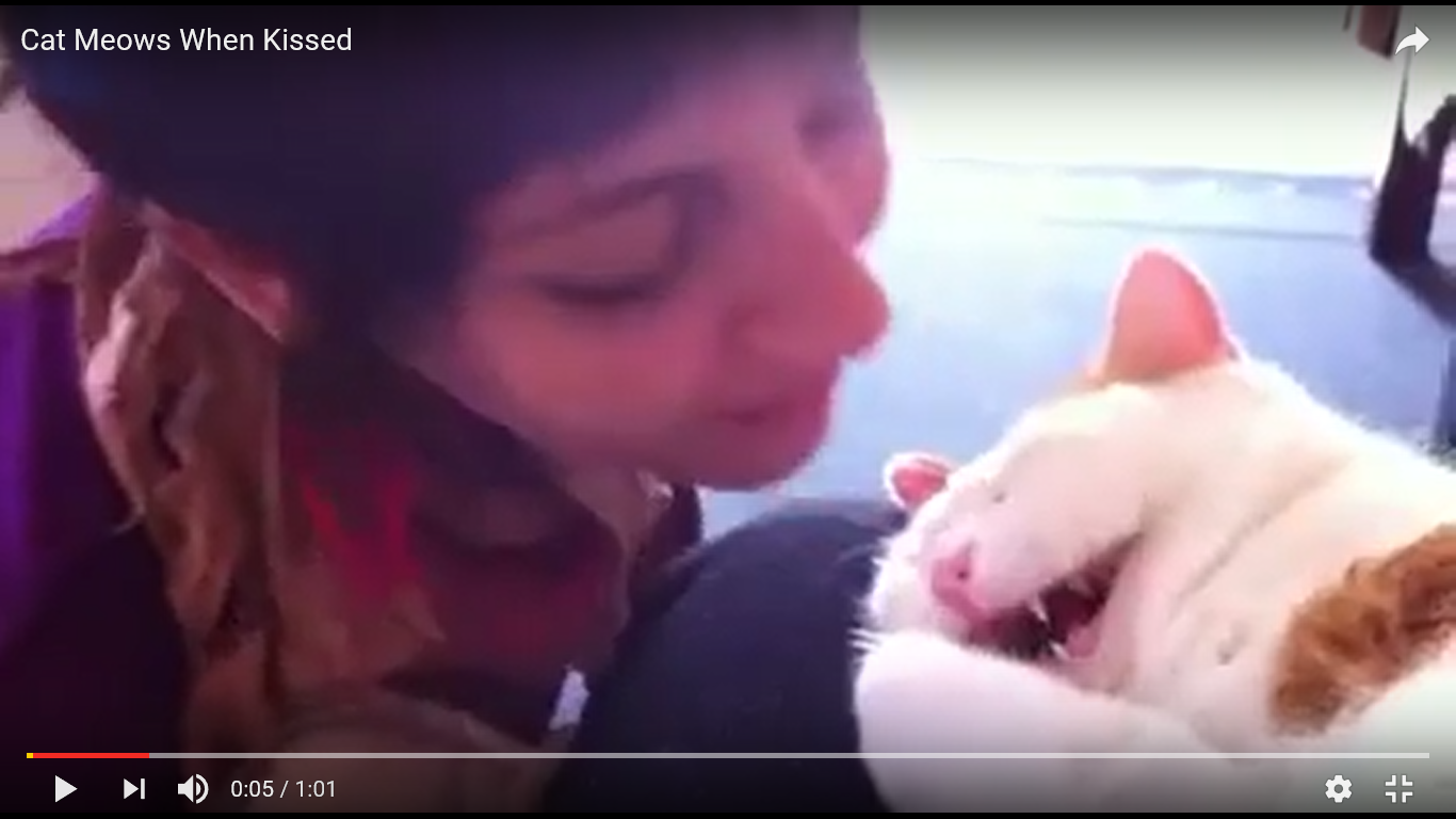 猫 癒し動画