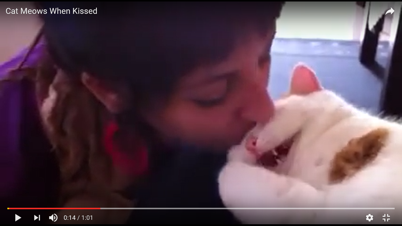 猫 癒し動画