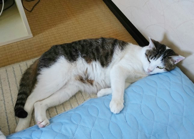 猫 癒し アニマルセラピー