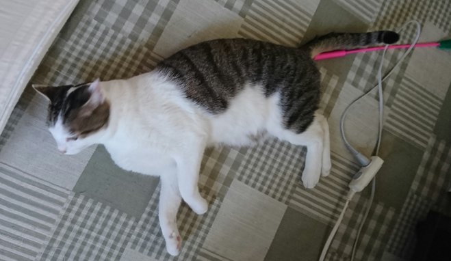 猫 お腹 見せる