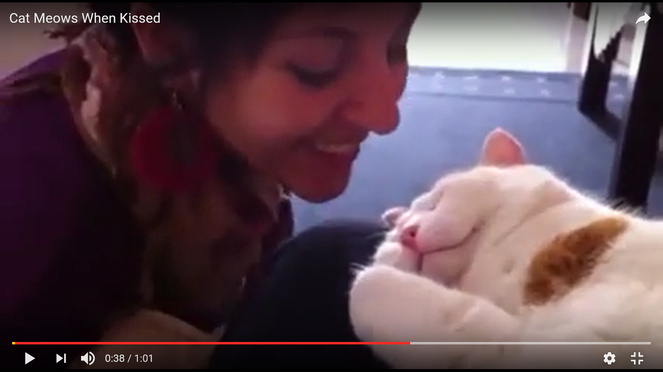猫 癒し動画