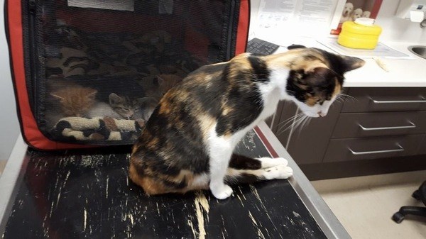 paralyzedcat1_R