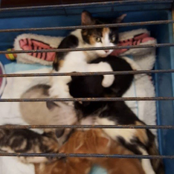 paralyzedcat3_R