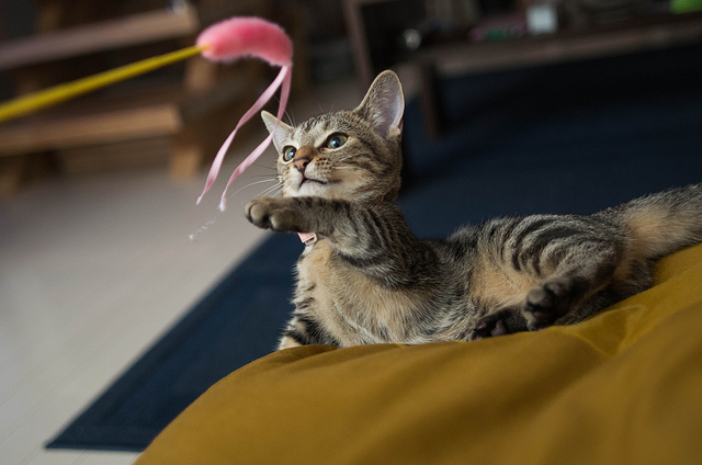 おもちゃで遊ぶ子猫マンチカン