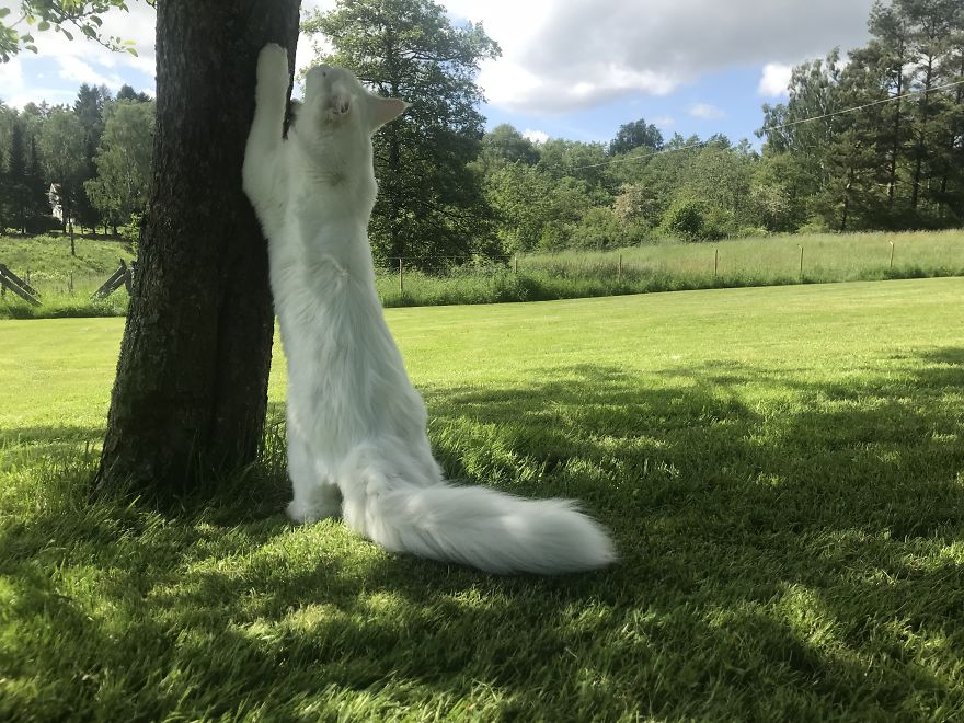 猫 旅行