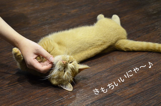 マンチカン ミネット