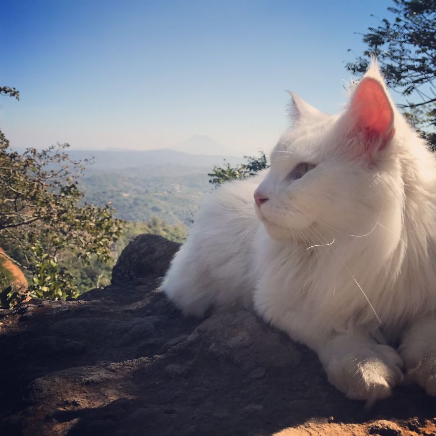 猫 旅行
