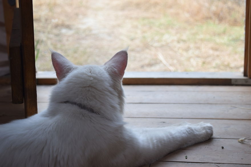 猫 旅行